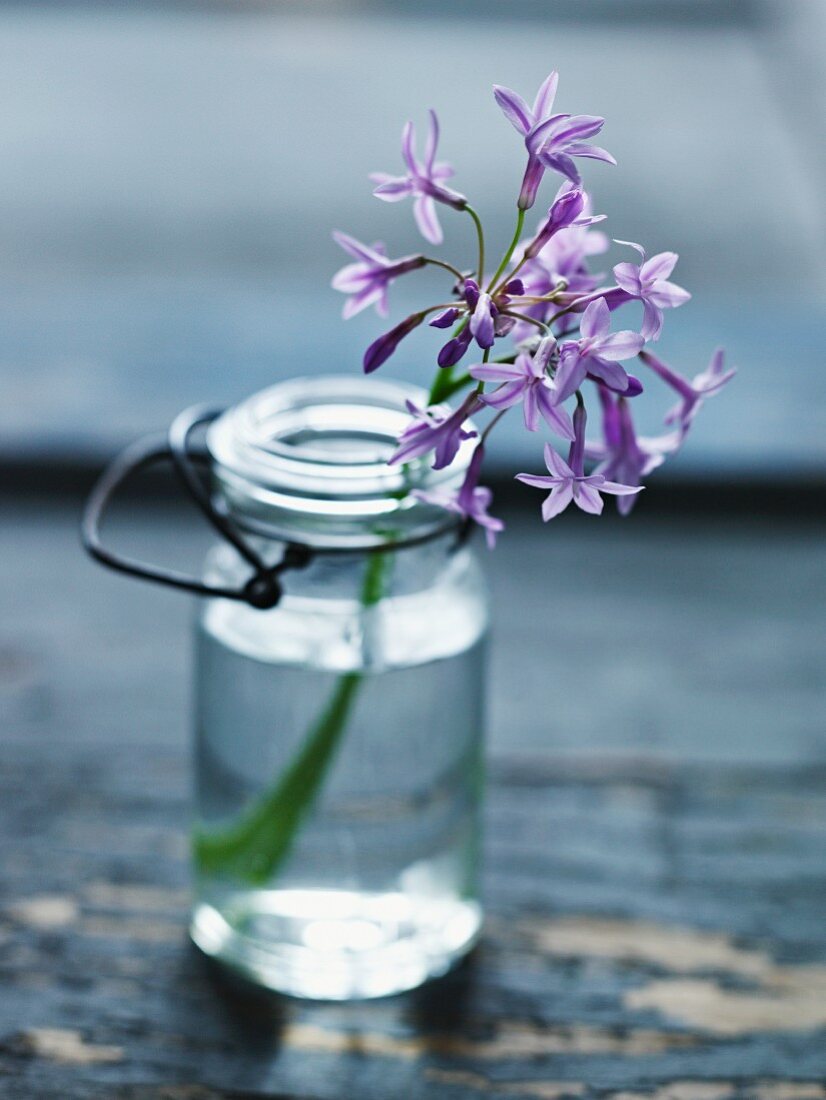 A garlic flower in a glass