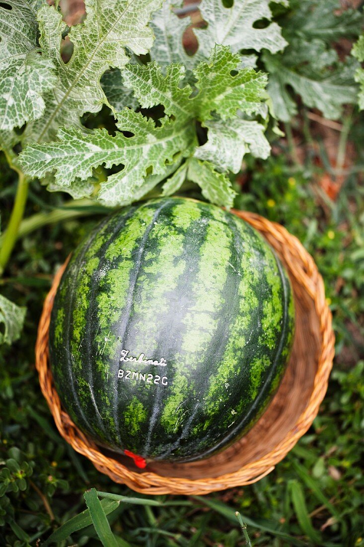 A watermelon in a basket