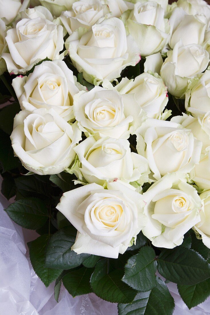 A bunch of white roses