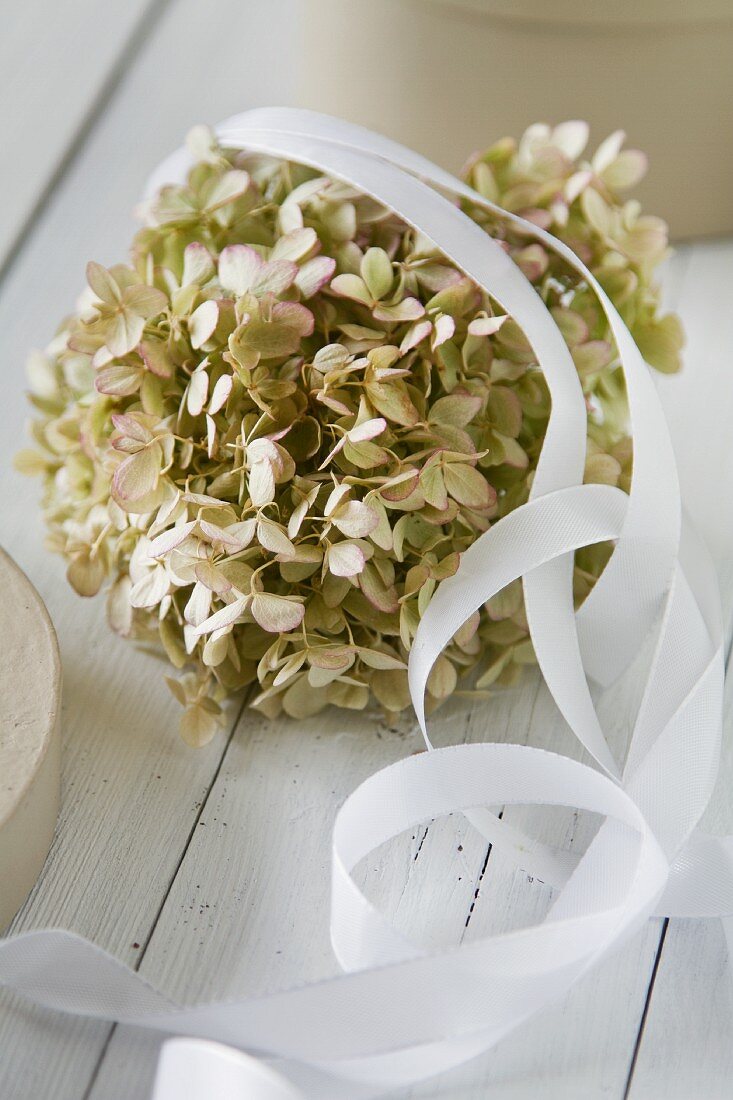 Hortensienblüte mit weißem Geschenkband