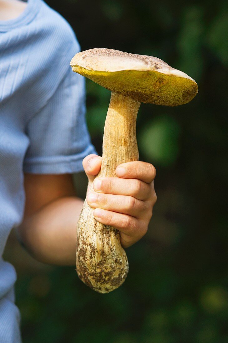 A child holding a giant porcini mushroom