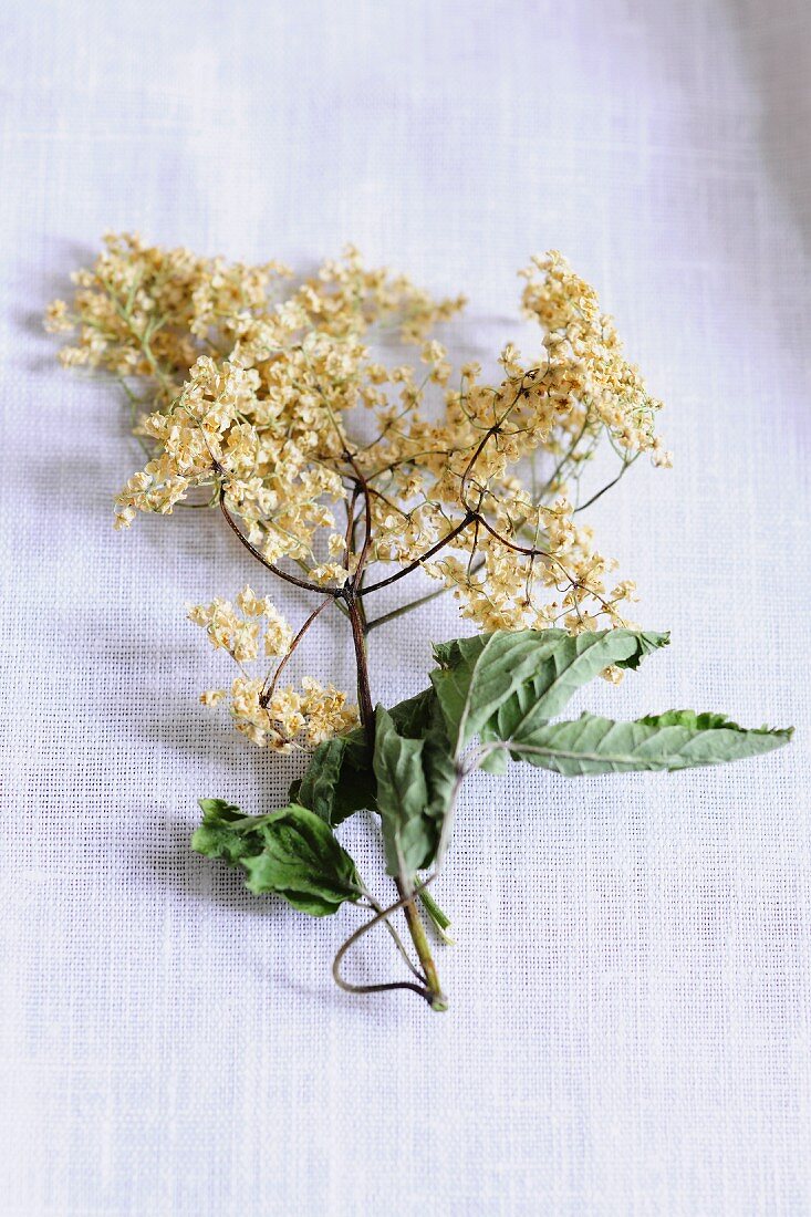 Dried elderflowers