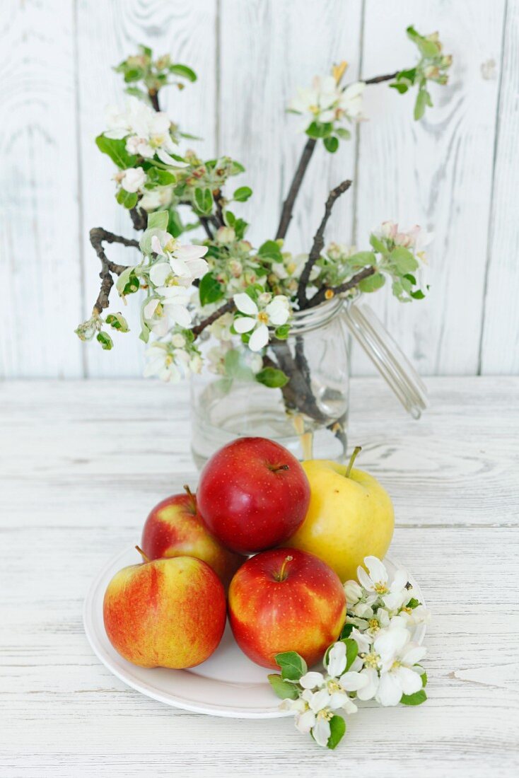 Frische Äpfel und Zweige mit Apfelblüten