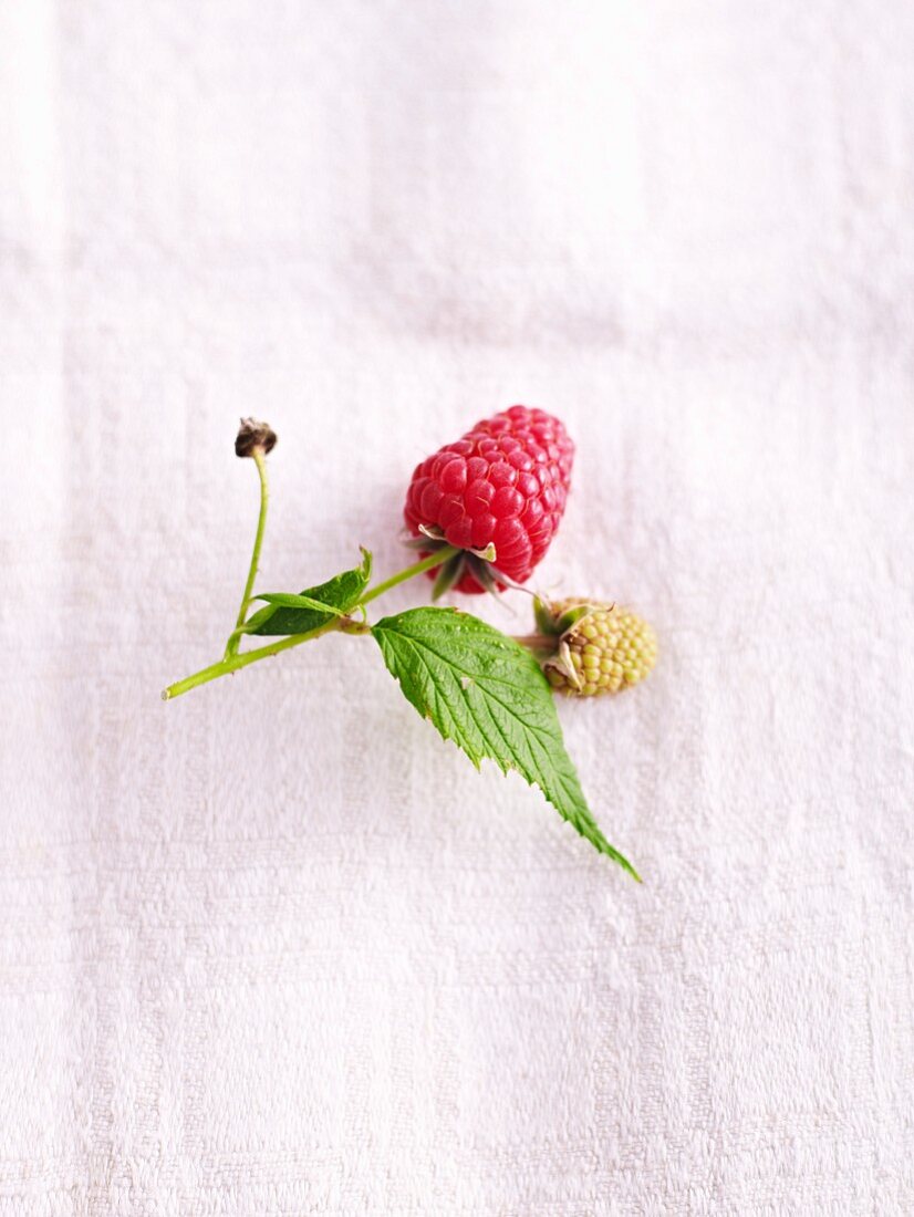 Raspberries with leaves