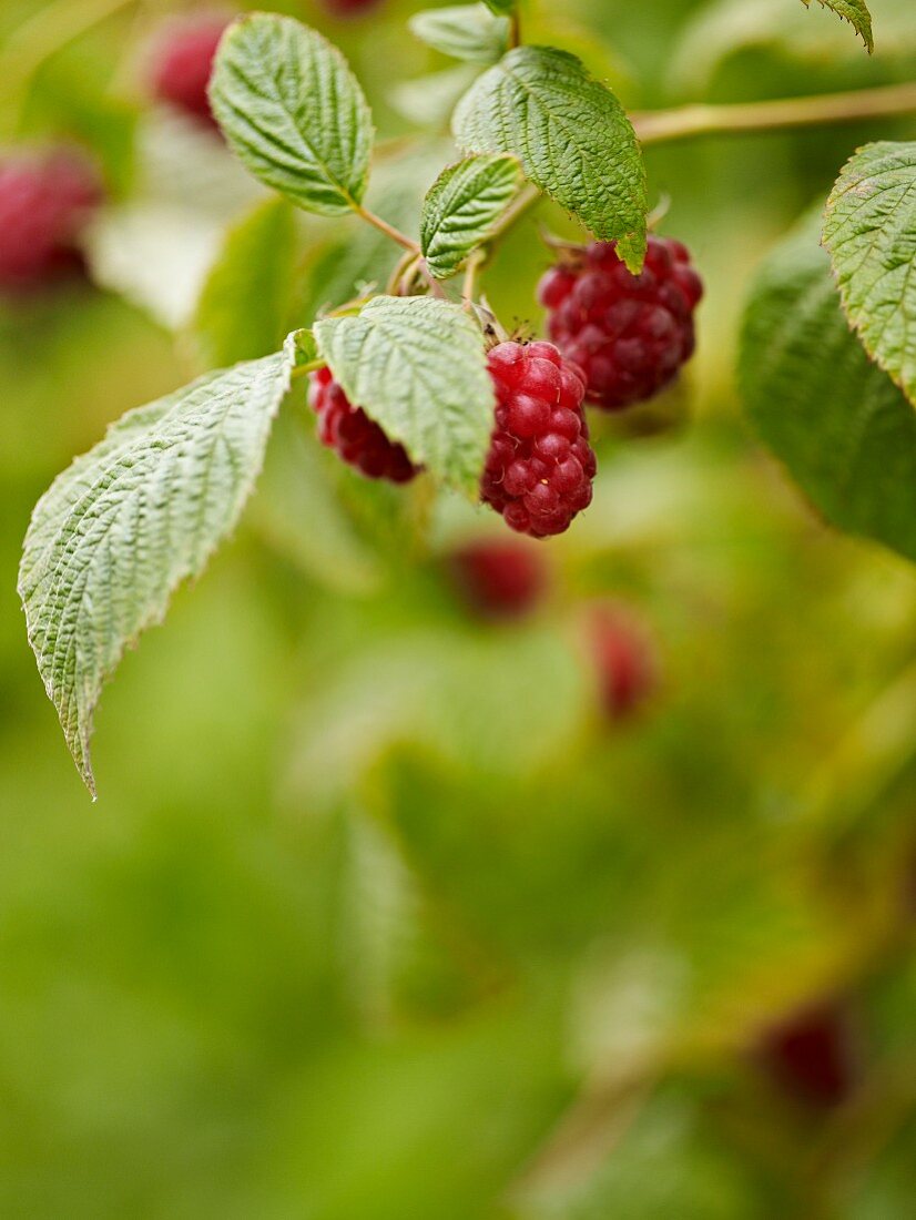 Himbeeren am Strauch