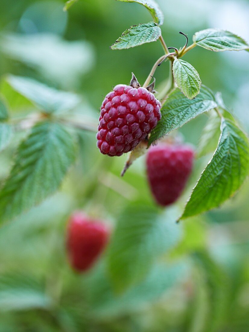 Raspberries on a bush (close-up)