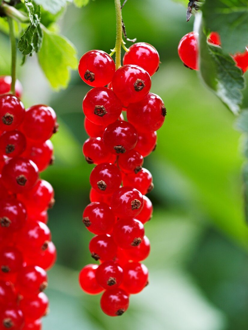 Redcurrants on a branch (close-up)