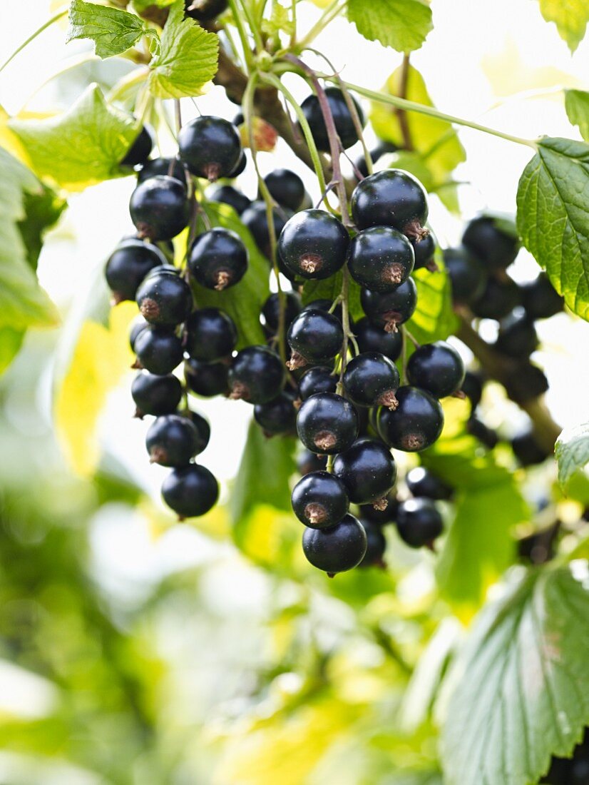 Schwarze Johannisbeeren am Strauch