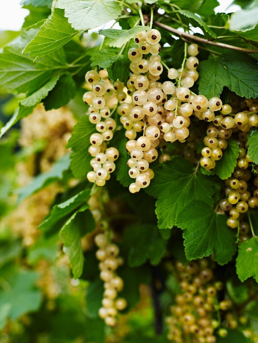 White currants on the bush