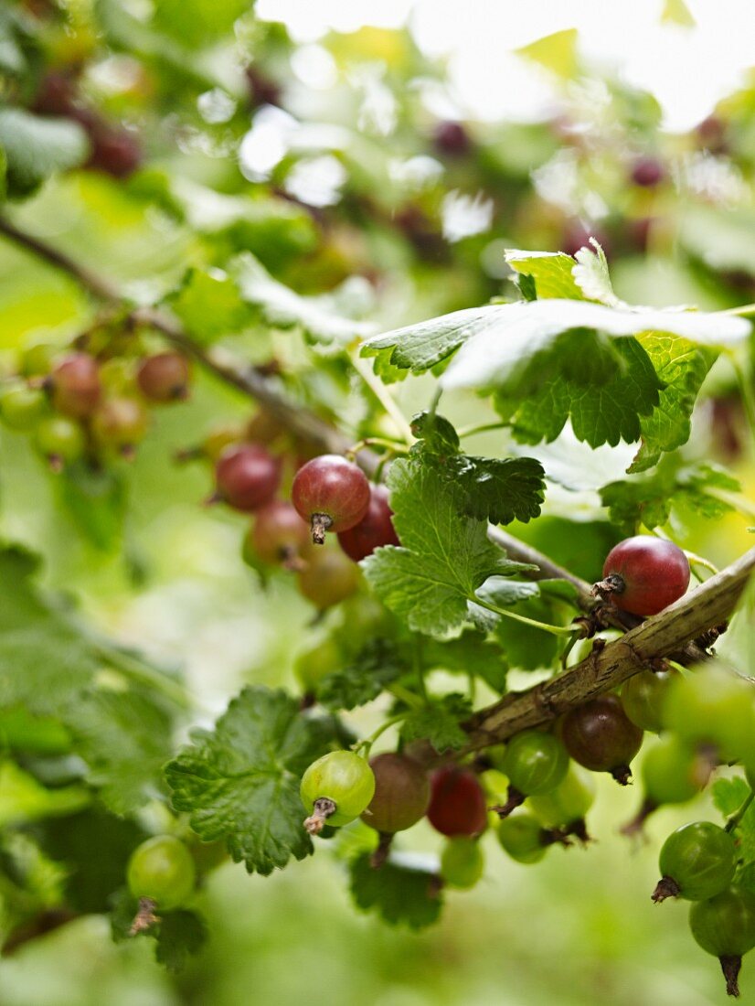 Gooseberries on the bush