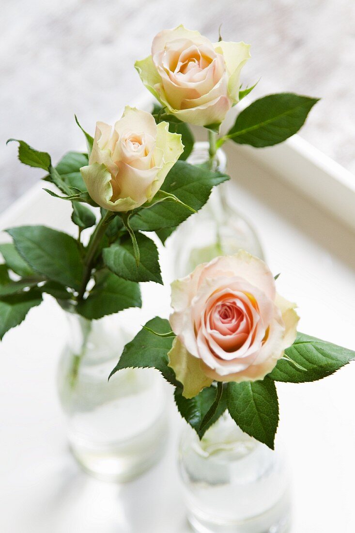 Three salmon-pink roses in bottles