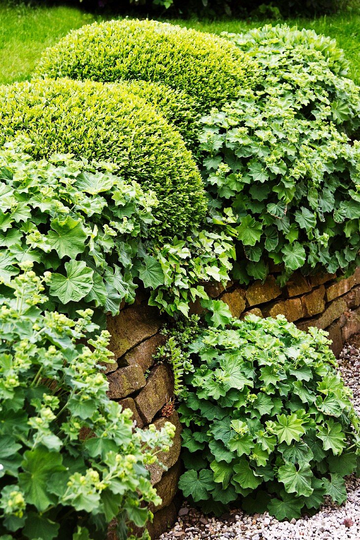 Lady's mantle growing in a garden