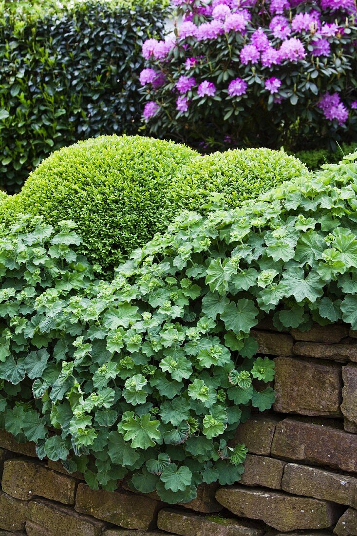 Lady's mantle growing in a garden