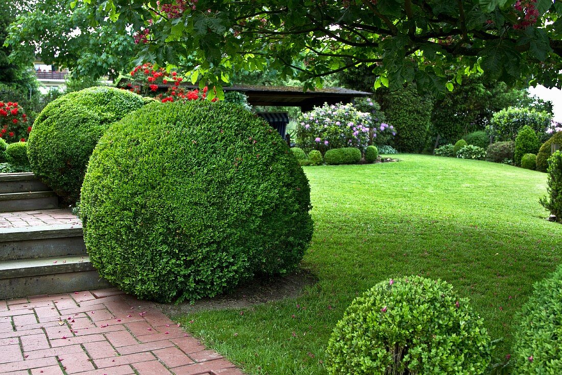 Trimmed box hedges in a garden