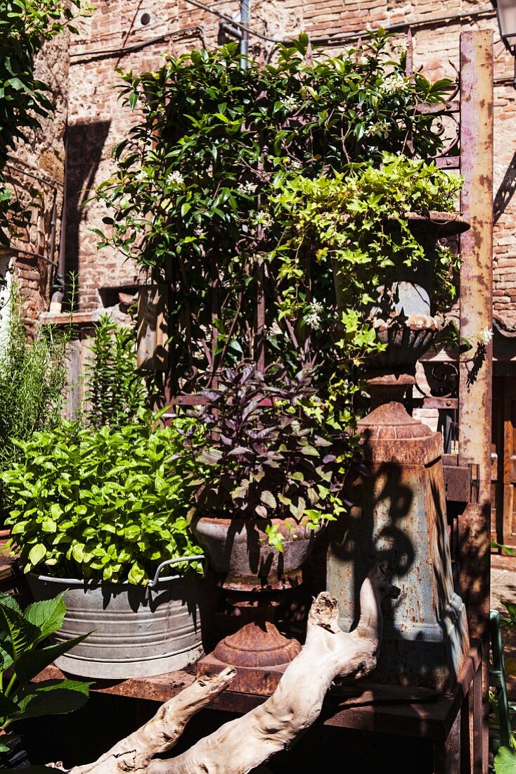Pots of herbs and vintage objects against brick wall in garden