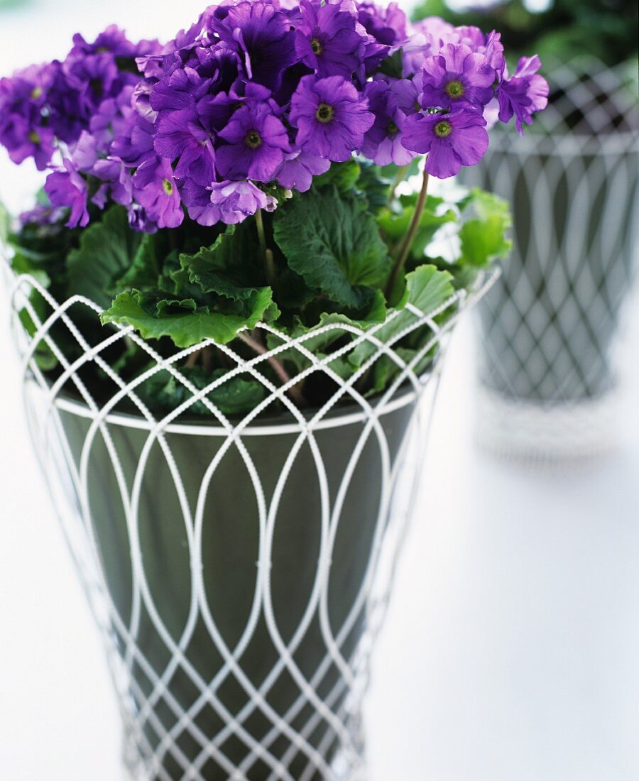 Violette Geranien im Blumentopf mit Übertopf aus weißem Metallgeflecht