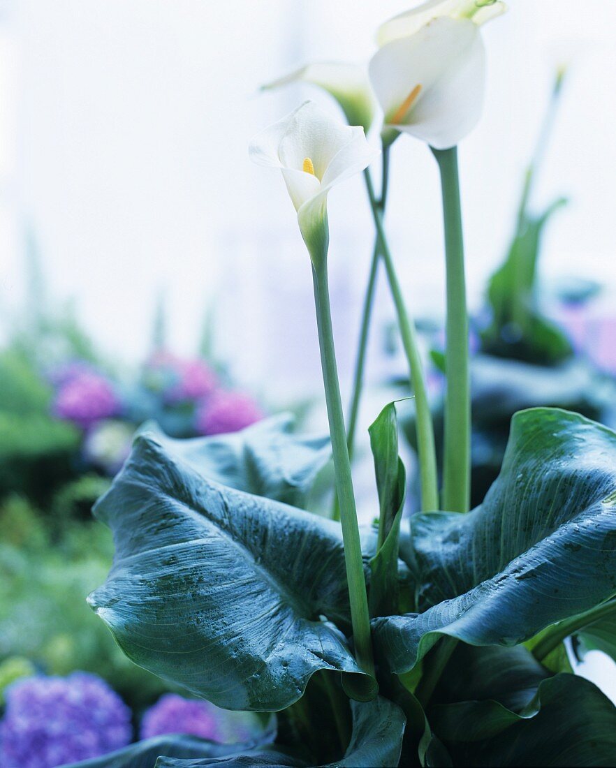 weiße Calla im Blumentopf