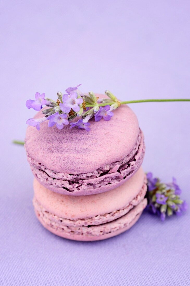 Macaroons with lavender flowers