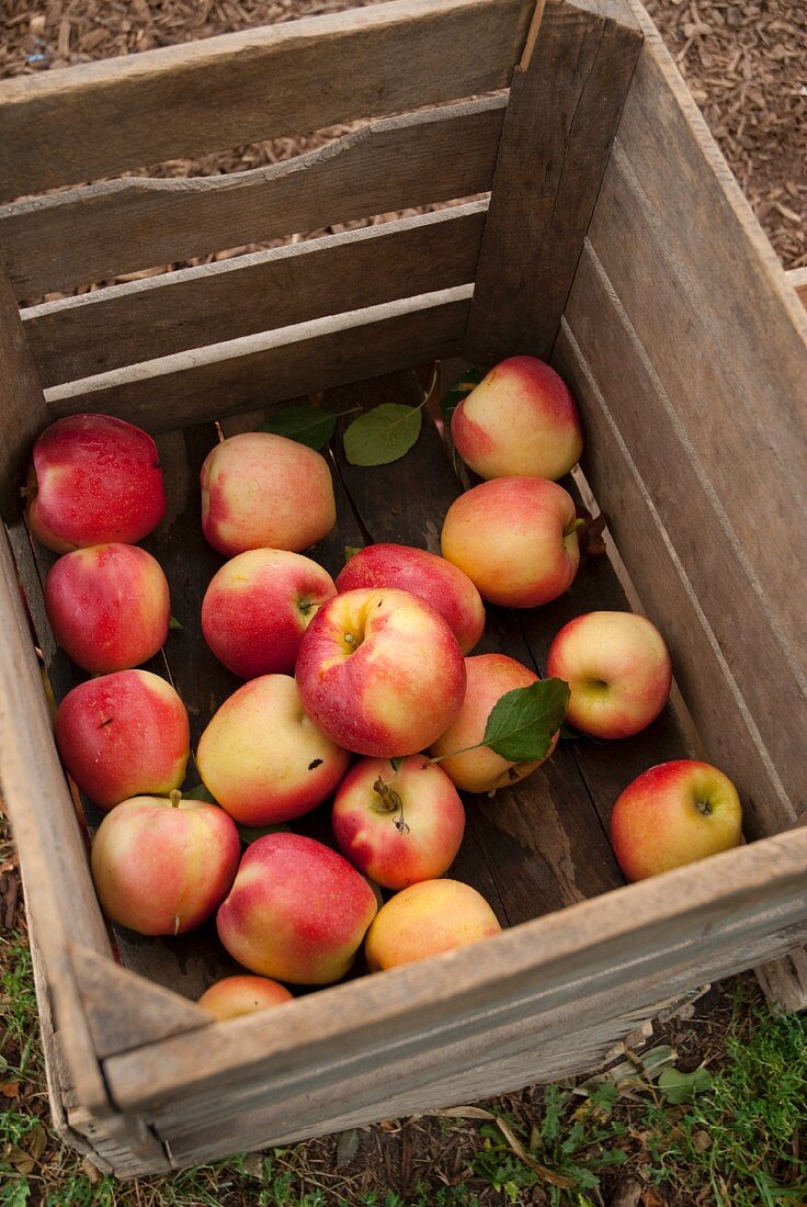 Frisch gepflückte Äpfel in Holzkiste
