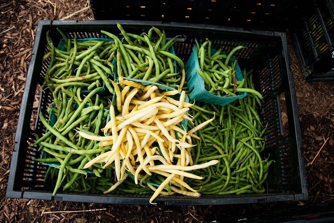 Green and Waxed Beans in a Crate at a Farmer's Market