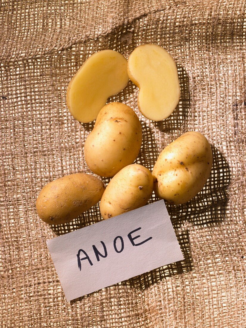Biokartoffeln der Sorte Anoe