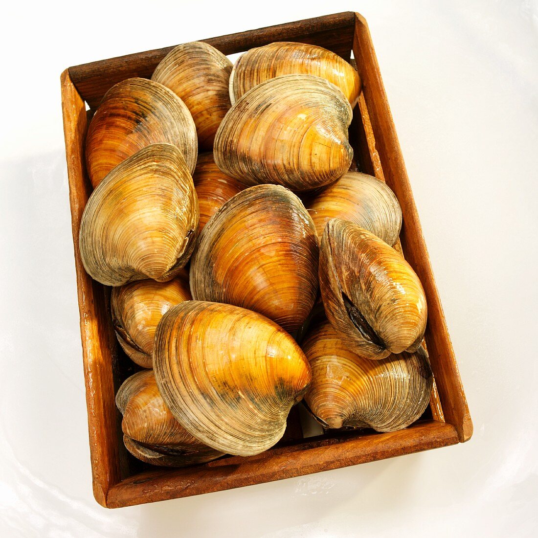 Frische Quahog-Muscheln in Holzkiste