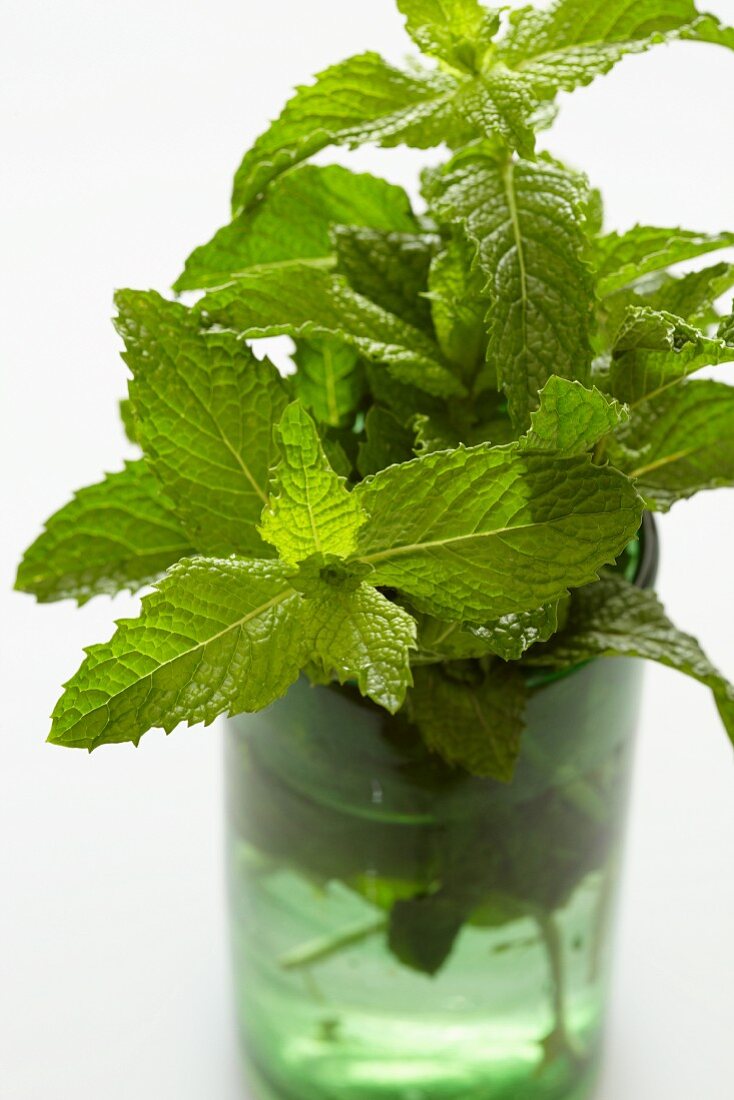 Fresh mint in a glass