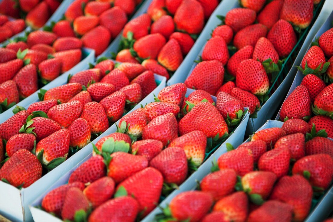 Körbe mit frisch gepflückten Bio- Erdbeeren auf einem Markt