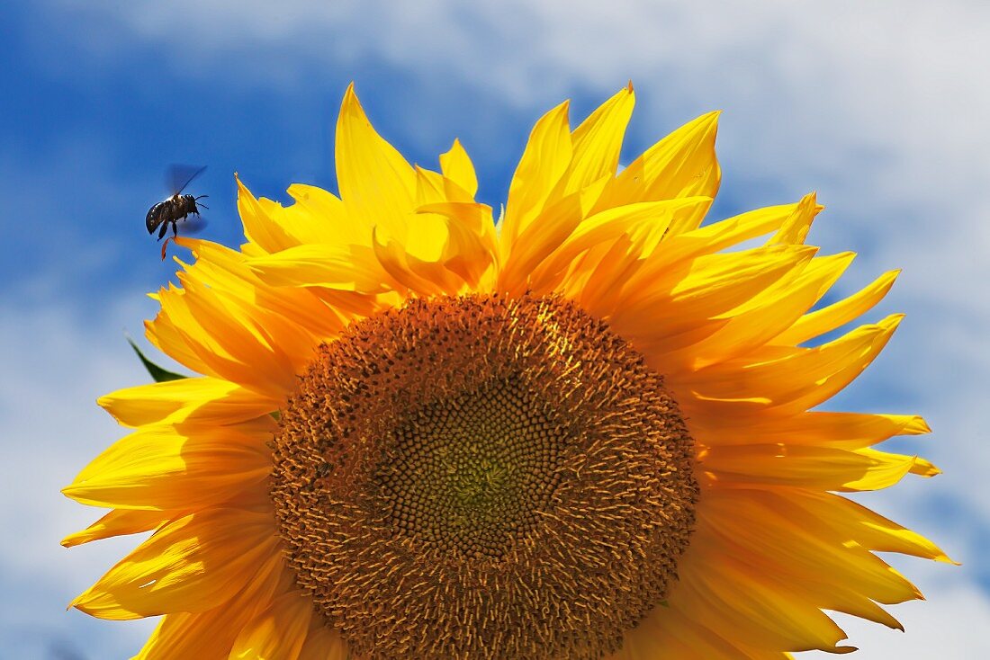 Biene schwebt bei einer Sonnenblume