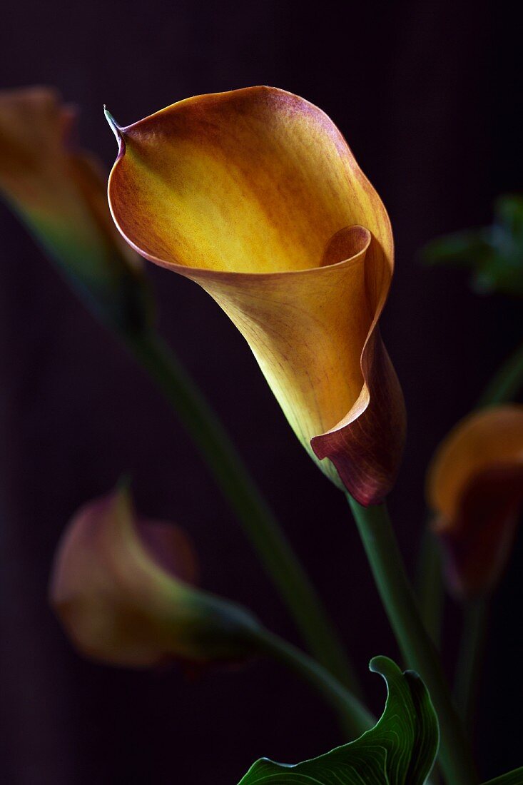 Calla Lilies