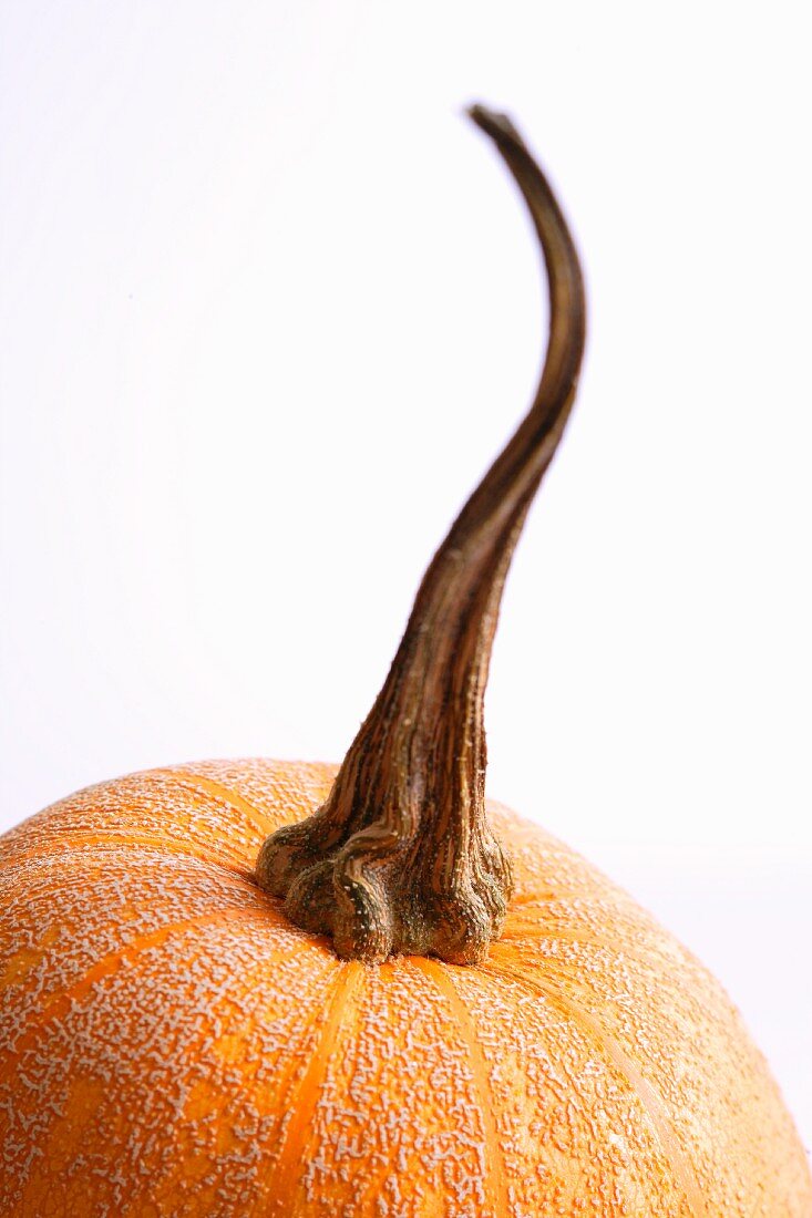 Top of a Pumpkin with Stem