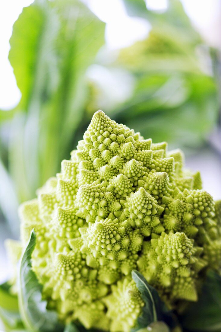 Romanesco (Close Up)