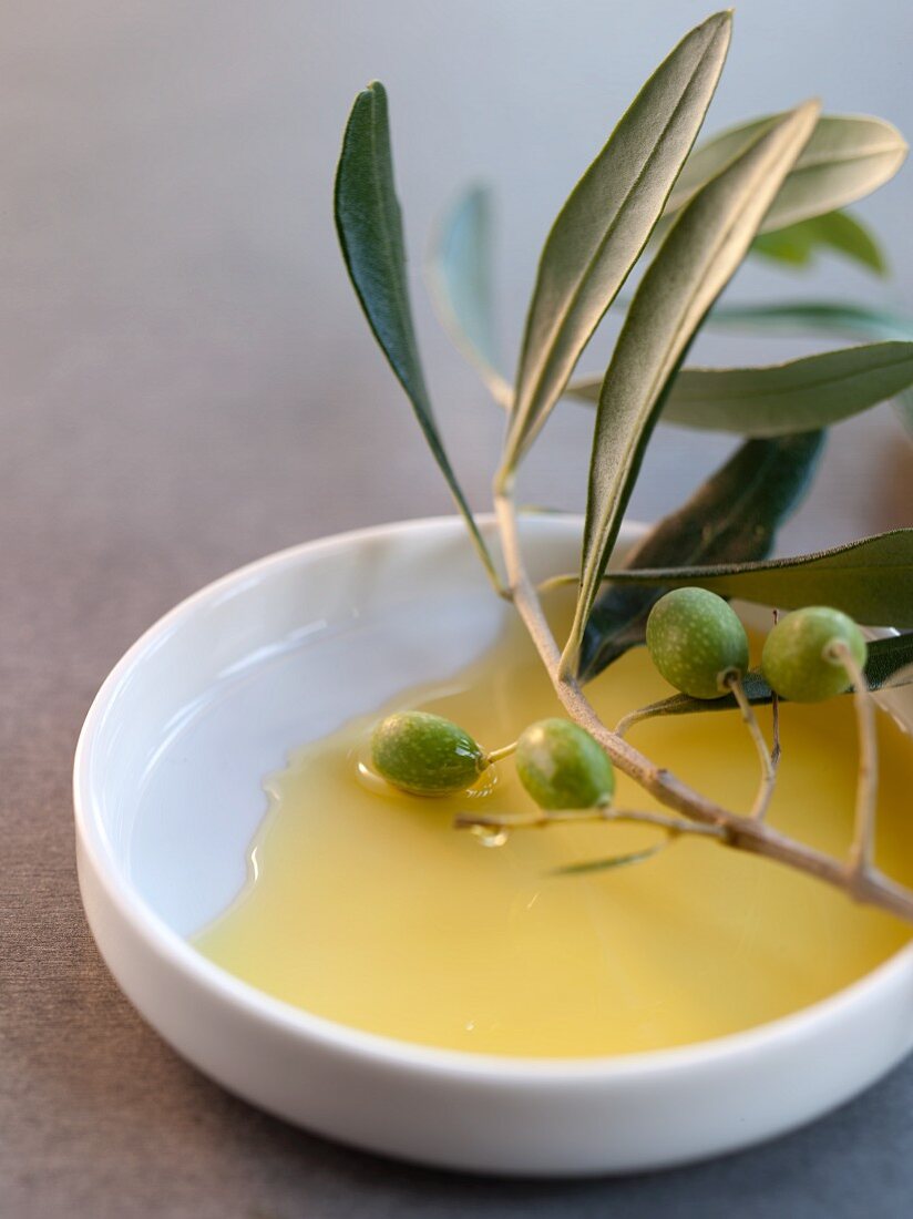 Olive Branch in Olive Oil