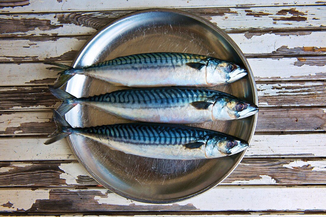 Three fresh mackerels on a metal plate