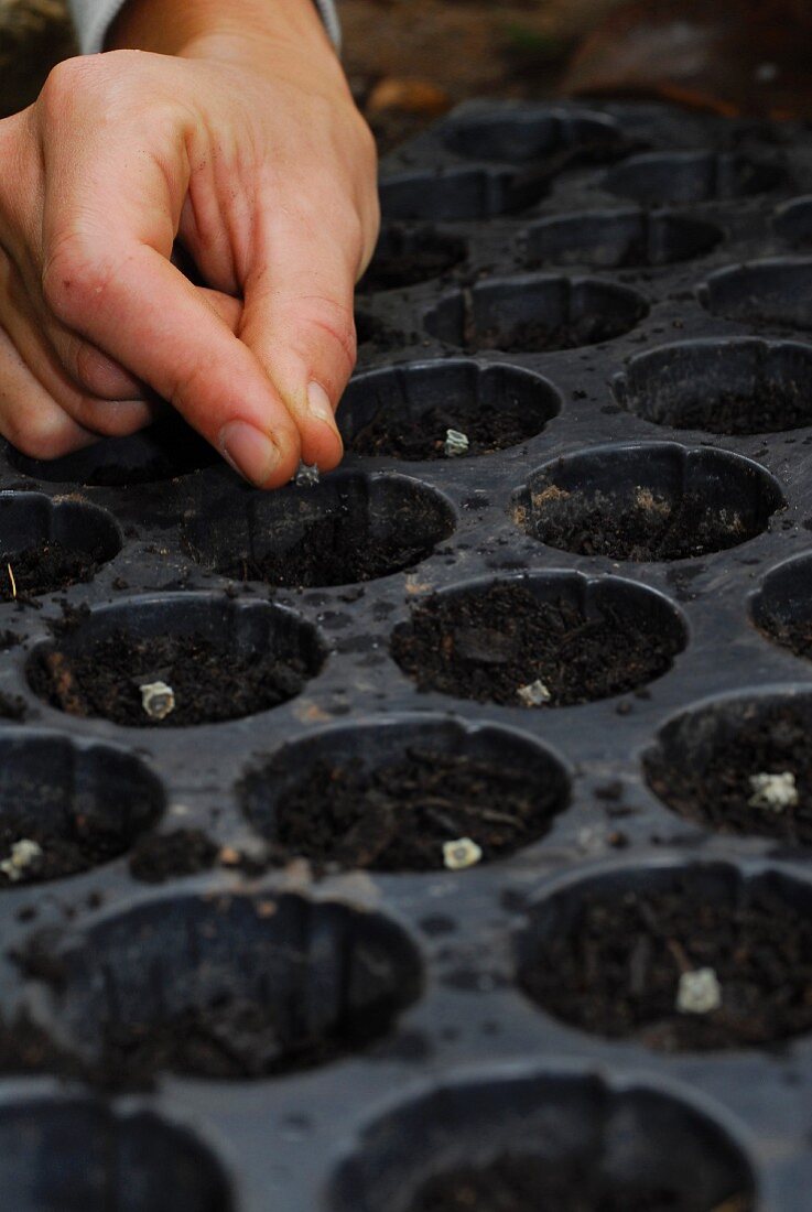 Mangold anpflanzen: Samen in die Anzuchterde im Anzuchttablett einsetzen
