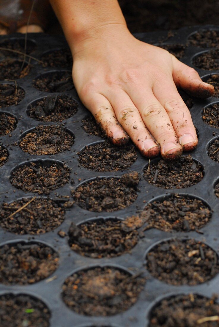 Chard being planted: seed compost being firmed up in the seed tray