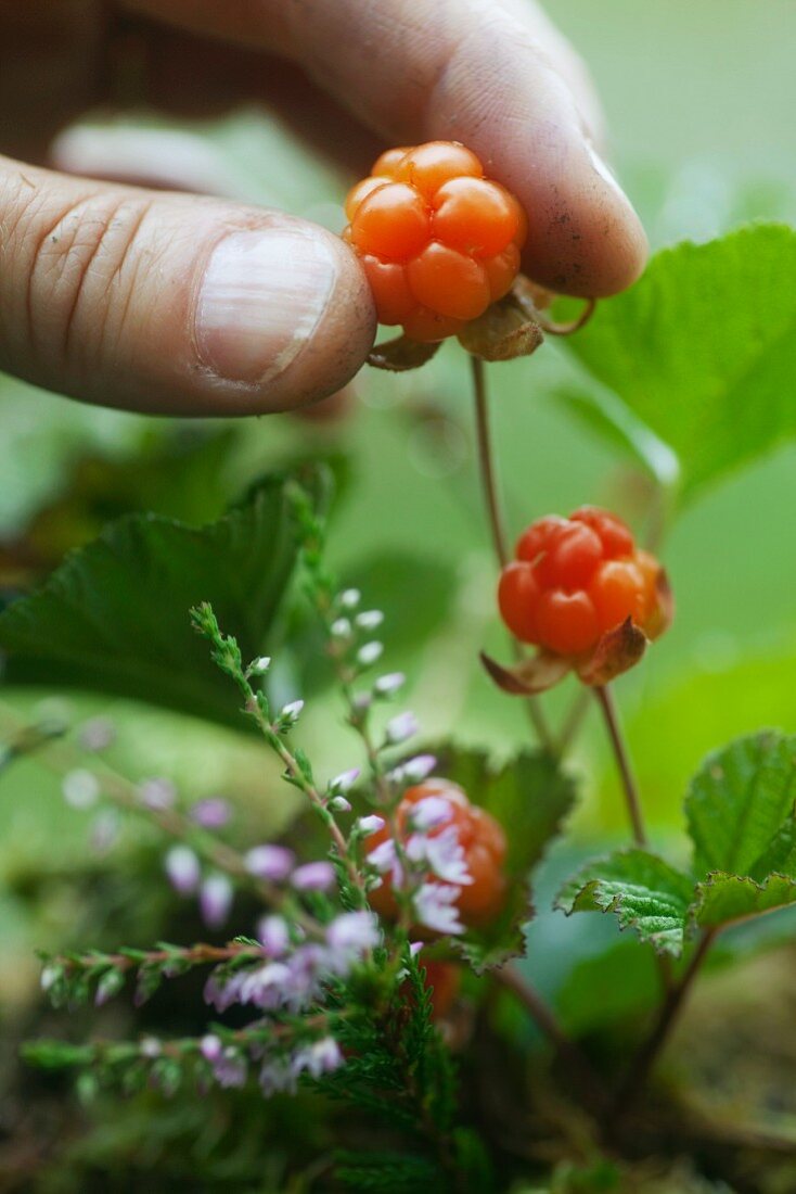 Close up of man picking berries
