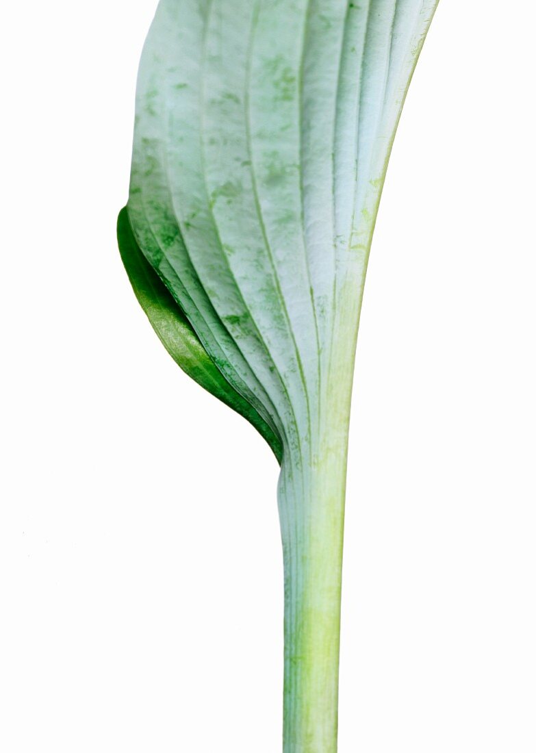 Green leaf against white background