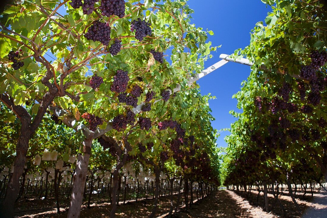 Crimson grapes on a vine (South Africa)