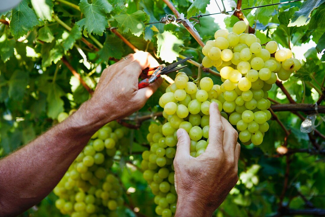 Grapes being cut from a vine