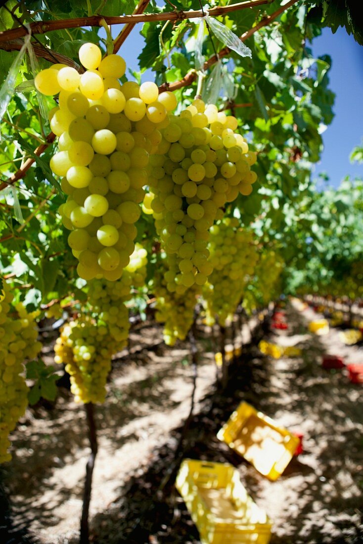 Green grapes on a vine