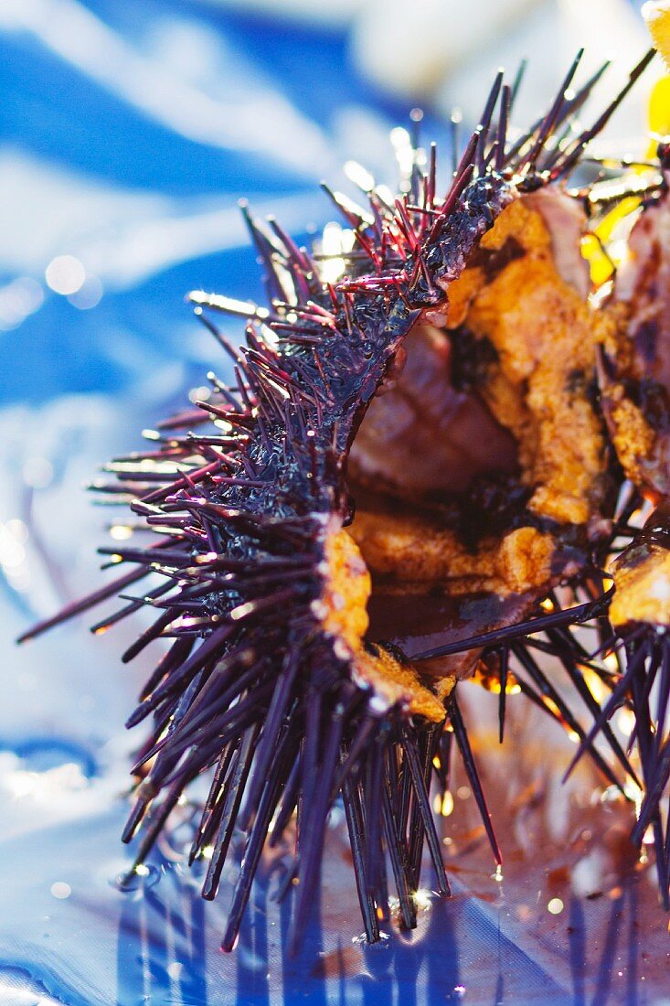 Sea Urchin; Close Up