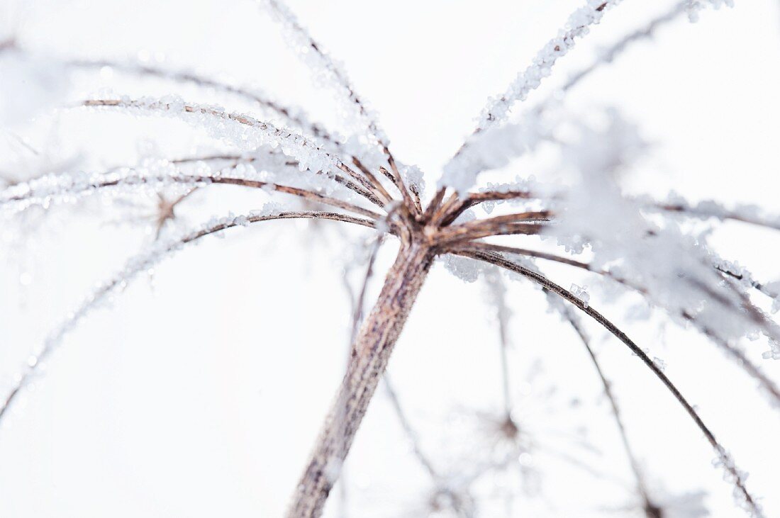 Dried flower dipped in sugar