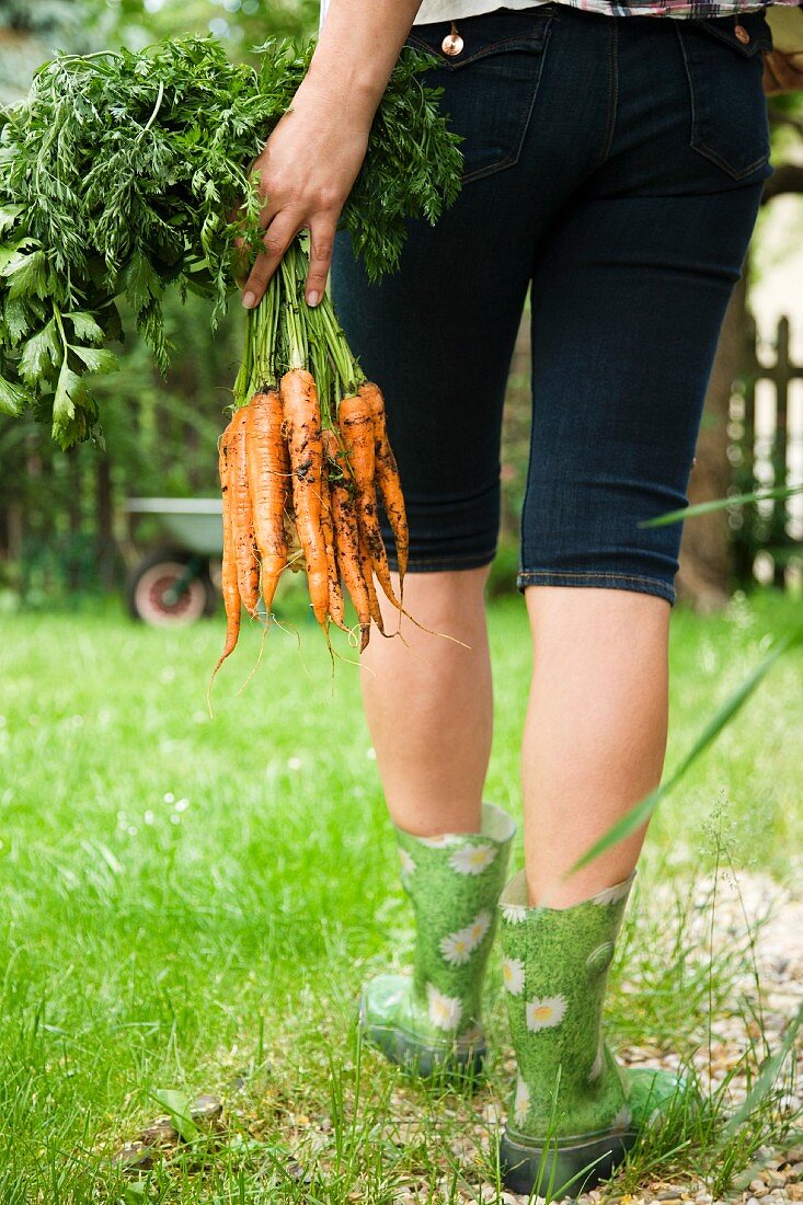 Frau trägt frisch geerntete Möhren im Garten