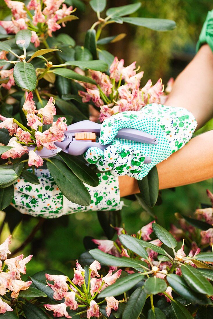 Frau schneidet verblühte Rhododendronblüten ab