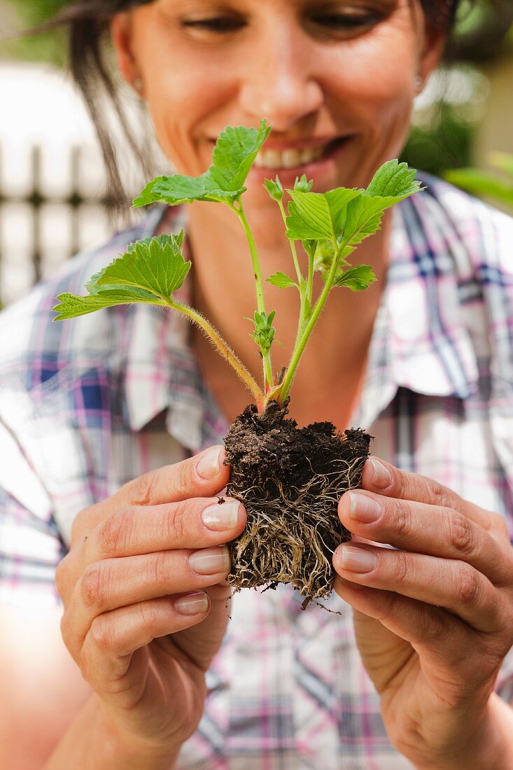 Woman holding strawberry plant