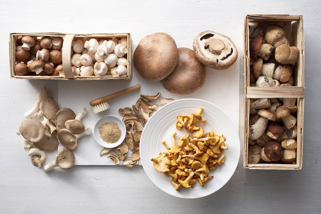 Still Life: Assorted Mushrooms