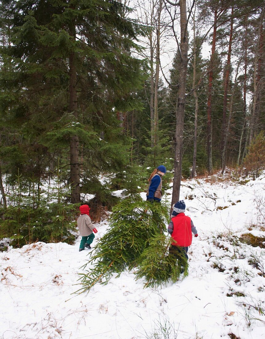 A family dragging a freshly chopped pine tree through the forest