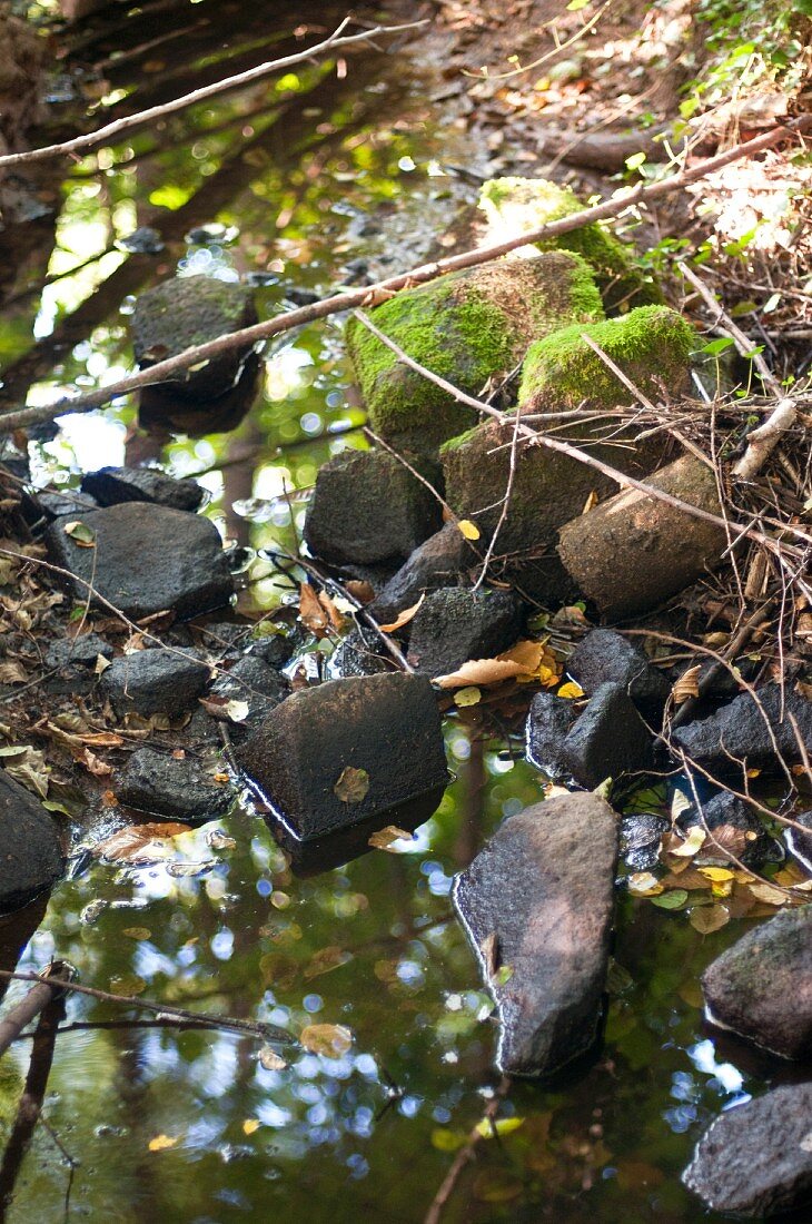 Woodland stream with mossy stones