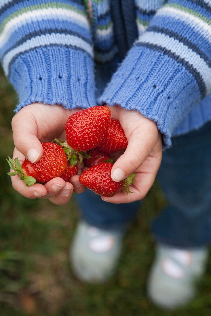 Kind hält Erdbeeren